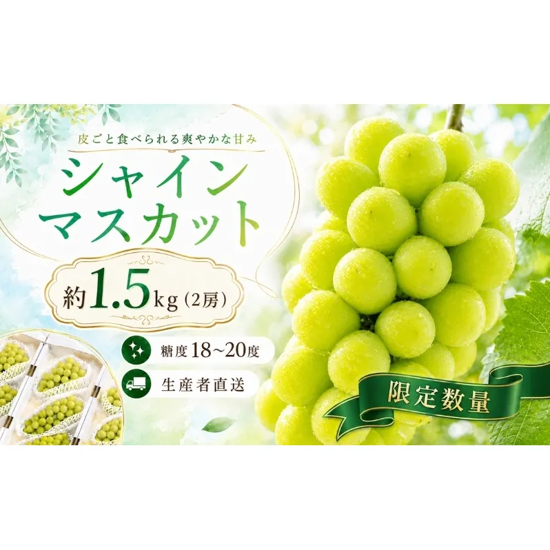 数量限定 モリヒロ園芸が育てたシャインマスカット 約1.5kg（2房） フルーツ ぶどう