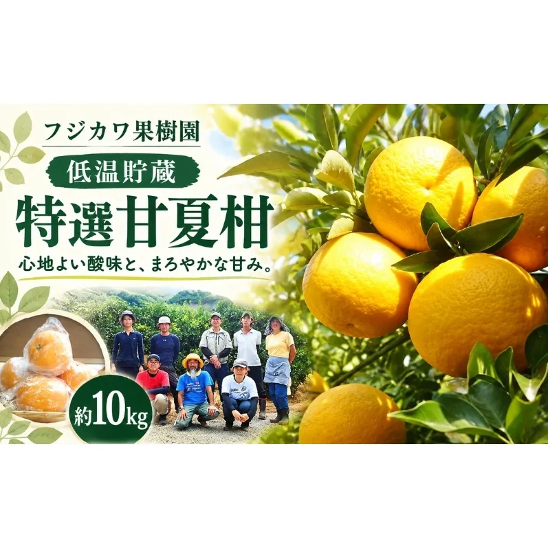 甘夏柑 低温貯蔵 約10kg みかん 香川県産 国産 柑橘 フリーサイズ M～L フジカワ果樹園 藤川果樹園 果実 中晩柑 柑橘類 フルーツ 果物 くだもの 蜜柑 ミカン マーマレード ギフト 贈り物 贈答用 手土産 お取り寄せ 香川県 観音寺市