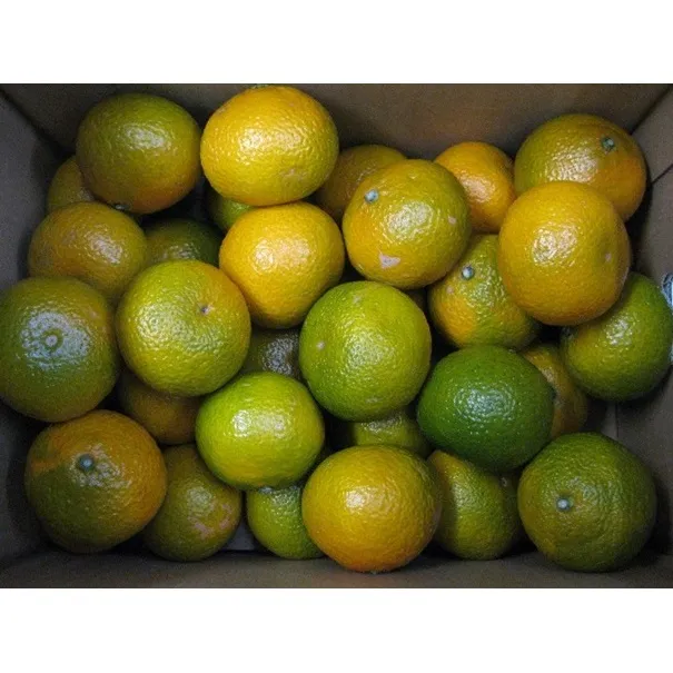 スイートスプリング 約10kg 果物類 みかん 柑橘類 フルーツ