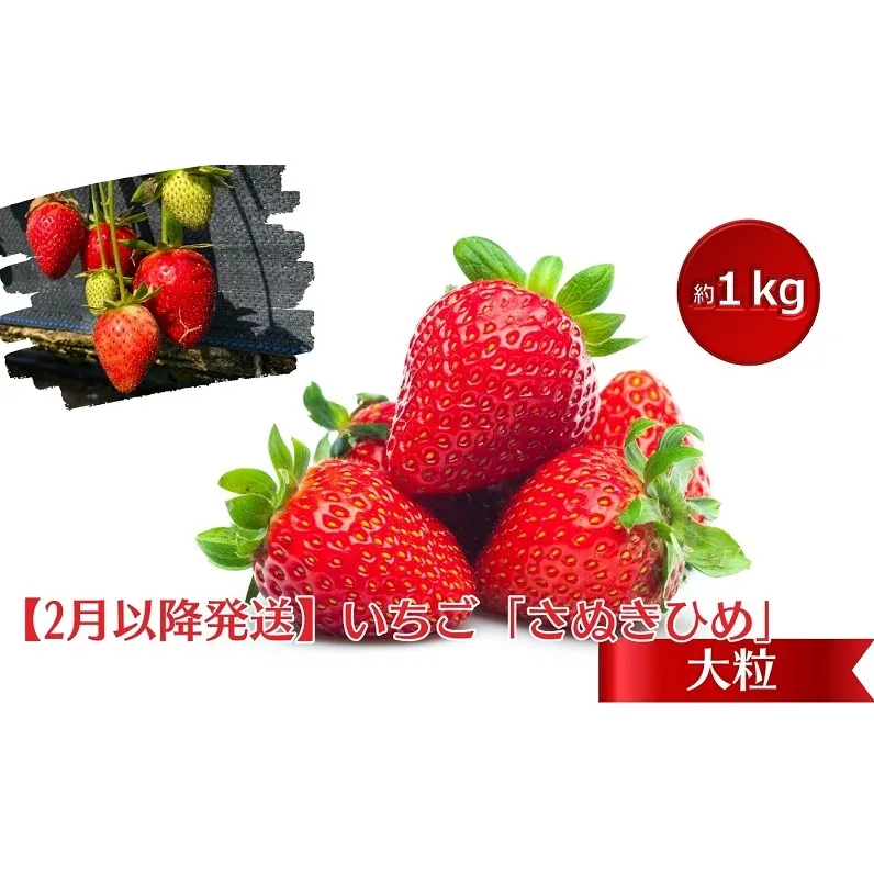 【2月より発送開始】いちご「さぬきひめ」大粒 約1kg 【配送不可エリア】北海道、沖縄県 果物類 苺 イチゴ フルーツ 4パック 