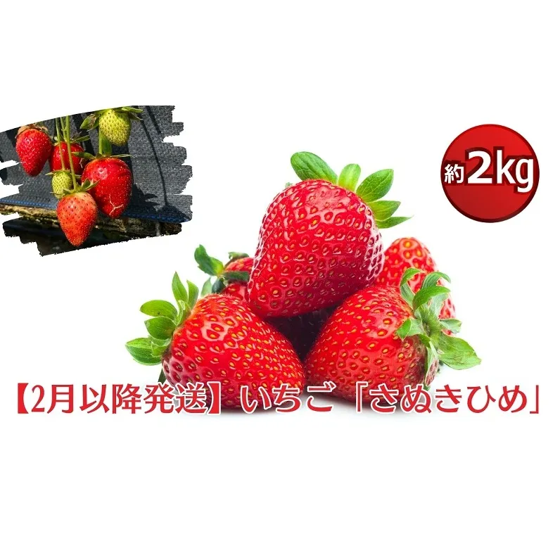 【2月より発送開始】いちご「さぬきひめ」約2kg　【配送不可エリア】北海道、沖縄県、離島エリア 果物類／いちご／苺／イチゴ／フルーツ　 