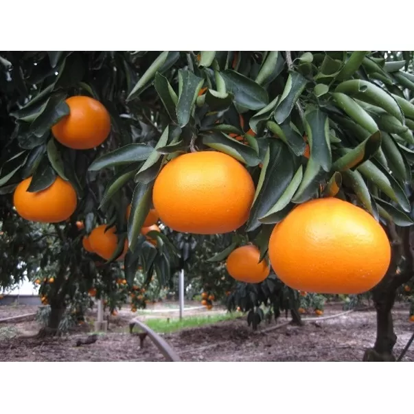 せとか 約3kg化粧箱 果物類 みかん 柑橘類 フルーツ