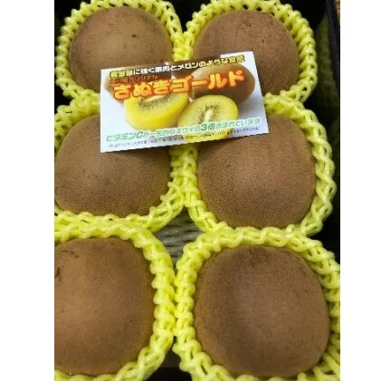 香川県オリジナルキウイ「さぬきゴールド」大玉約1.2kg　果実 甘い 讃岐 くだもの ジューシー フルーツ 果物詰合せ 