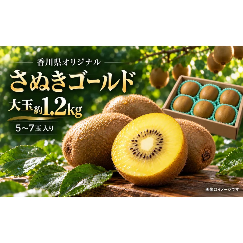 キウイ さぬきゴールド 香川県オリジナル品種 香川県産 国産 約1.2kg 5?7玉 大玉 酸味が少ない 黄色い果肉 ゴールドキウイ キウイフルーツ きうい フルーツ 果物 くだもの 果物類 讃岐 五色青果 香川県 観音寺市