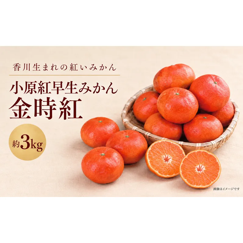 小原紅早生みかん「金時紅」約3kg ミカン 柑橘 糖度11度 甘い 果物類 柑橘類 フルーツ 蜜柑 くだもの