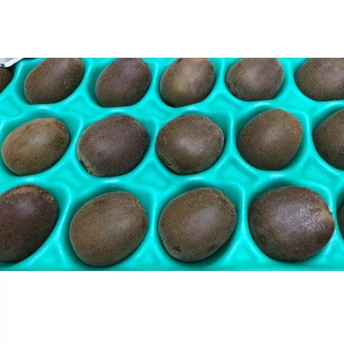 香川県オリジナルキウイ「さぬきエンジェルスイート」約2.4kg  果実 甘い 讃岐 くだもの ジューシー フルーツ 果物詰合せ 