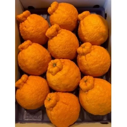 ハウス不知火　約3kg化粧箱入り  柑橘  甘い ジューシー 果物類 柑橘類 フルーツ 