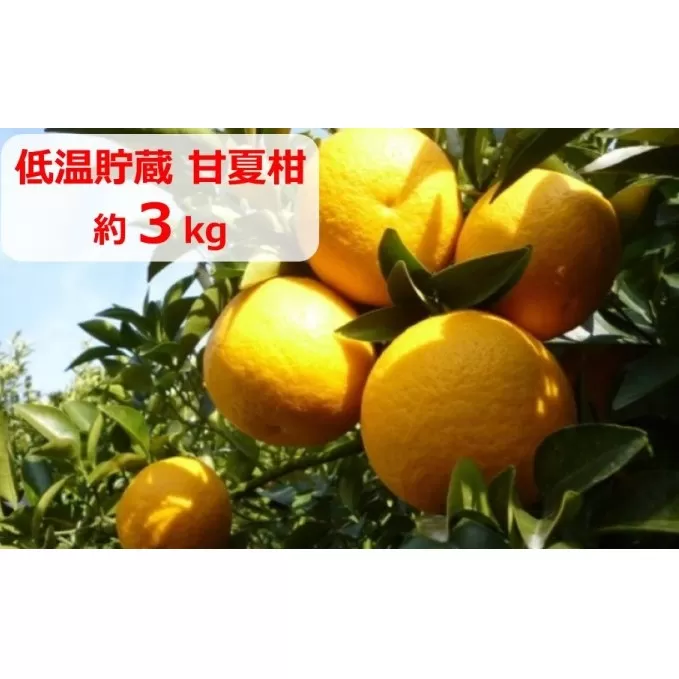低温貯蔵　甘夏柑　約3kg 果物類 柑橘類 柑橘 みかん ミカン フルーツ 