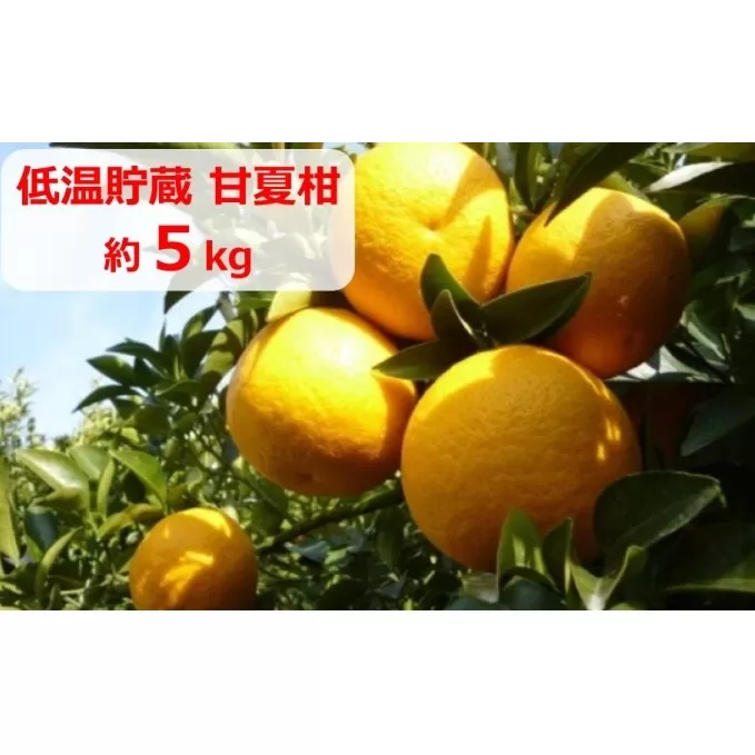 低温貯蔵　甘夏柑　約5kg 果物類 柑橘類 フルーツ みかん ミカン 