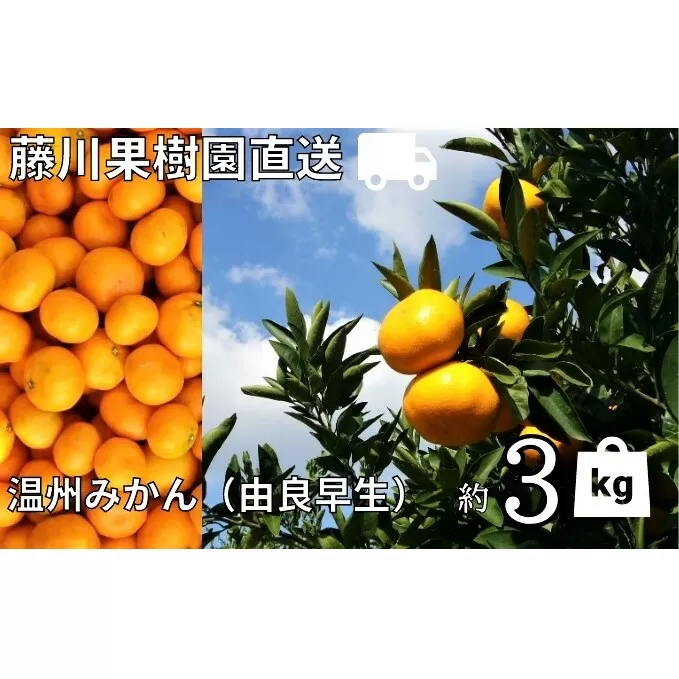 2025年秋よりお届け 農園直送 高糖度温州みかん（由良早生）約3kg 果物類 柑橘類 ミカン フルーツ 
