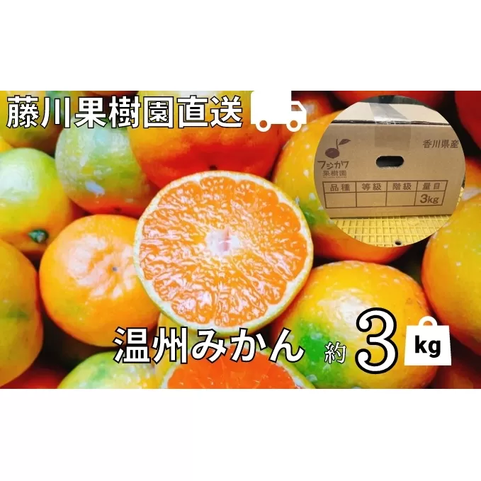 2025年秋よりお届け 農園直送 フジカワ果樹園栽培の 温州みかん 約3kg 果物類 柑橘類 ミカン フルーツ 
