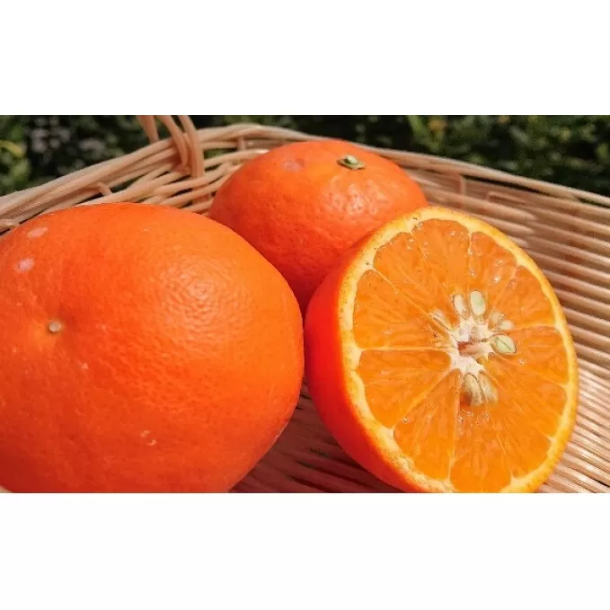 2026年先行予約 セミノール 約3kg 果物類 柑橘類 フルーツ