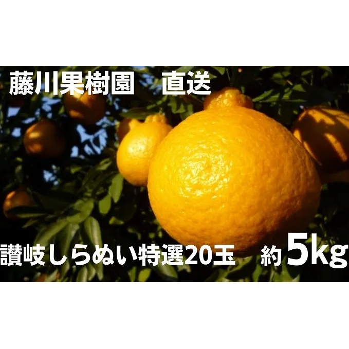 しらぬひ 讃岐 特選 2Lサイズ 20玉 約5kg 香川県産 不知火 デコポン みかん 柑橘 詰め合わせ フジカワ果樹園 藤川果樹園 フルーツ 果物 くだもの 果実 蜜柑 ミカン 中晩柑 柑橘類 ギフト 贈り物 贈答用 お取り寄せ 香川県 観音寺市