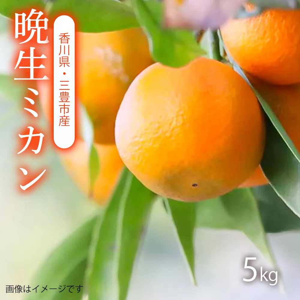 【ふるさと納税】【配送不可地域：北海道・沖縄県・離島】晩生みかん　5kg、朝摘みの甘さを、そのままに。香川の晩生ミカン、5kgの太陽、香川からの新鮮な味わい、一粒で広がる、夏の記憶。三豊市産の晩生ミカン、香川の風にのせて、あなたへ。甘くて新鮮な晩生ミカン