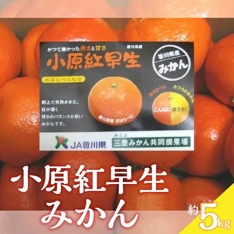 【ふるさと納税】【先行予約】【配送不可地域：北海道・沖縄県・離島】みかん 小原紅早生みかん 約5kg S〜Lサイズ  常温 甘くて濃い 濃厚 香川県 オリジナルみかん 柑橘 フルーツ 果物 お土産 ギフト 三豊市 五色青果 お取り寄せ 送料無料  秋 旬
