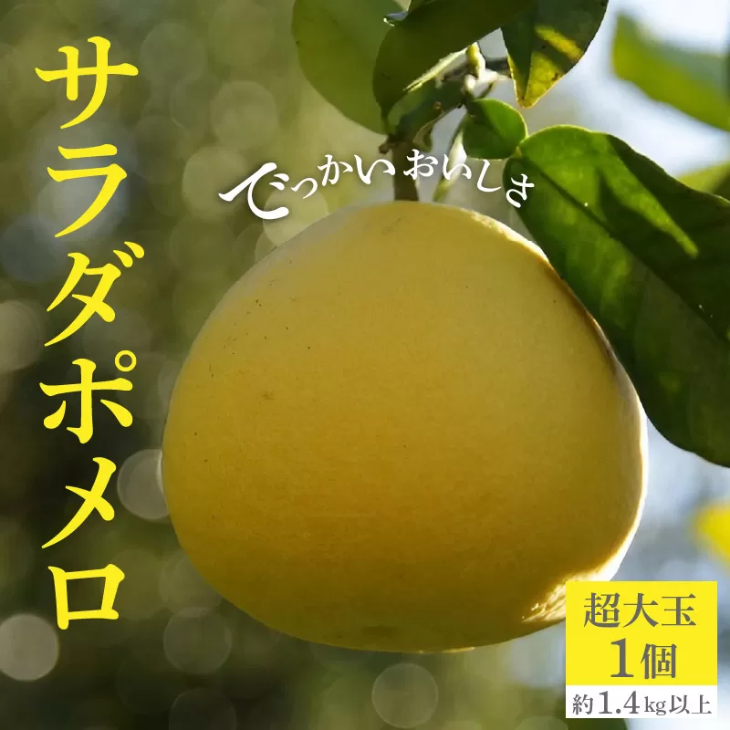 【ふるさと納税】【配送不可地域：北海道・沖縄県・離島】でっかいおいしさ「サラダポメロ」 フルーツ王国 オリジナル品種 数量限定 種なし 柑橘 文旦 ハッサク フルーツ サクサク 常温配送 香川県 三豊市 仁尾町 お取り寄せグルメ 送料無料  秋 旬