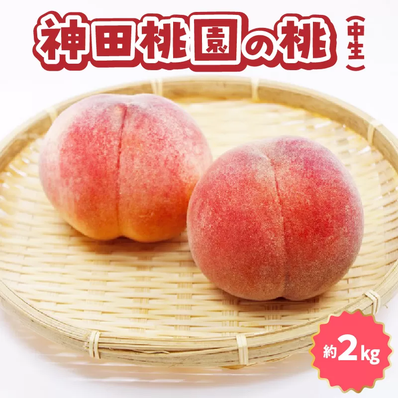 【ふるさと納税】数量限定！先行予約販売開始★ 神田農園の産地直送 桃「あかつき」約2kg（6～7玉） [ フルーツ 名産品 桃 もも モモ 白桃 果物 贈り物 三豊市 15000 15, 返礼品 神田桃園 ] ※配送不可地域：北海道・沖縄県・離島
