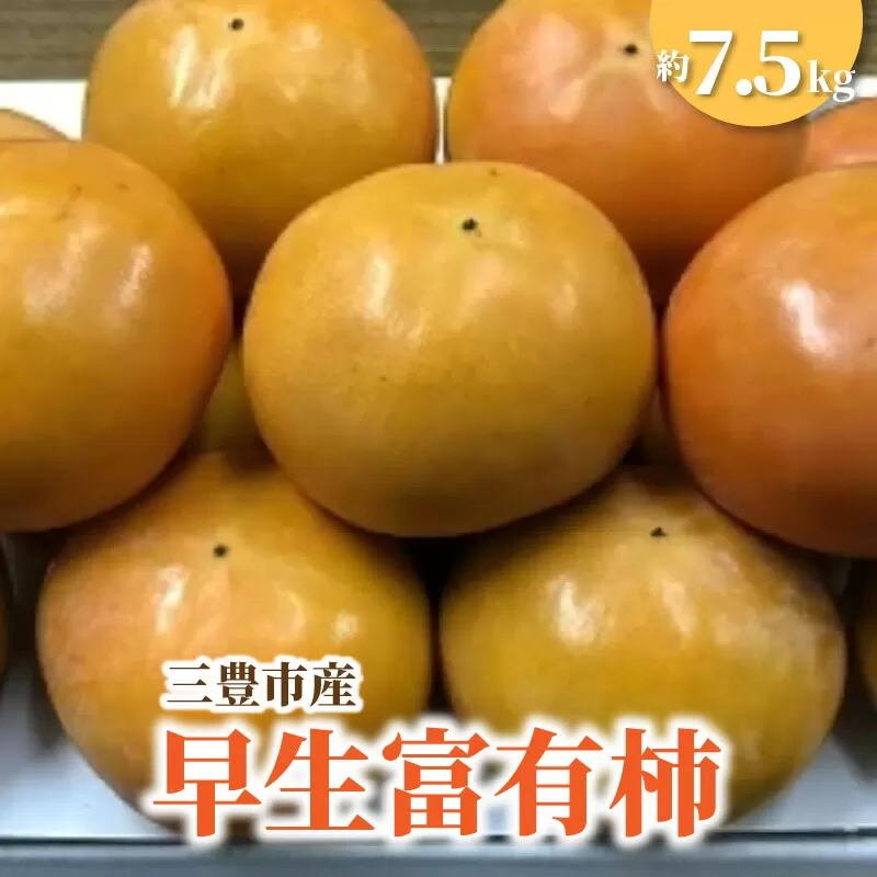 【ふるさと納税】【締め切り間近: 11月6日まで】【先行予約】【配送不可地域：北海道・沖縄県・離島】三豊市産早生富有柿 約7.5kg  ふゆう柿 5kg 以上 柿 カキ かき kaki 直送 新鮮 旬 美容効果 栄養価 送料無料 フルーツ 果物 お取り寄せ  詰め合わせ 詰合せ 秋 旬