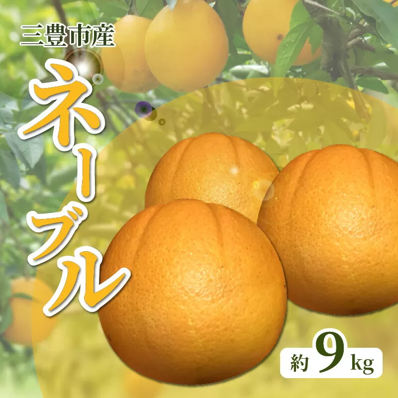 【ふるさと納税】【配送不可地域：北海道・沖縄県・離島】 ネーブル オレンジ 約 9kg 36玉～60玉 ネーブルオレンジ 三豊市産 国産 甘み 酸味 濃厚 バランスが良い 華やかな香りが強いのが特徴 種がほとんど無い 1月中旬より順次発送 フルーツ 果物 香川県 三豊市
