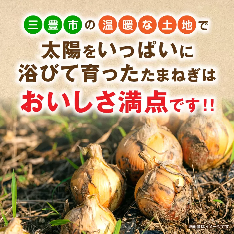 三豊市のたまねぎ 約10kg