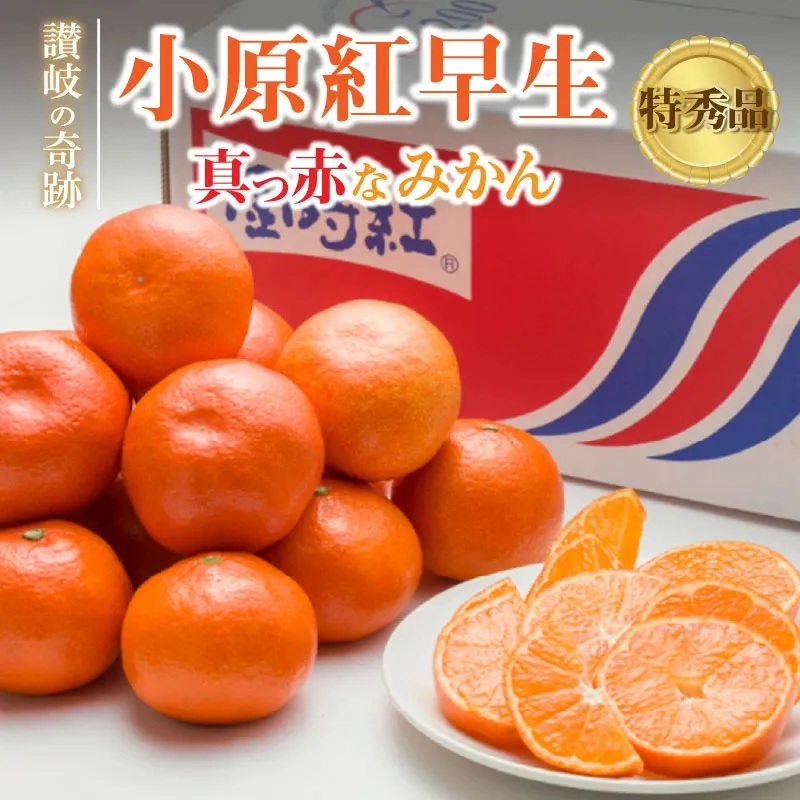 讃岐の奇跡！特秀品！小原紅早生真っ赤なみかん（約3kg）