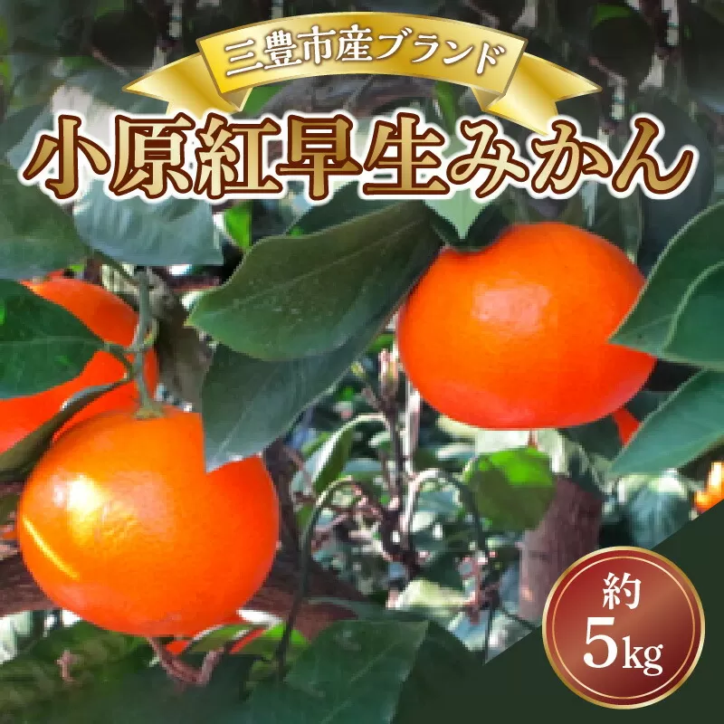 【ふるさと納税】【配送不可地域：北海道・沖縄県・離島】三豊市産ブランド曽保みかん【小原紅早生　約5ｋｇ】  秋 旬