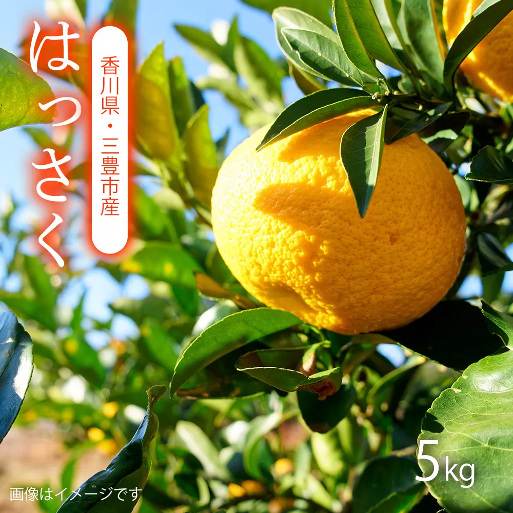 【ふるさと納税】【配送不可地域：北海道・沖縄県・離島】はっさく 5kg　香川の太陽を一身に、はっさくの爽やかな鮮度、一つひとつが太陽の恵み、5kgのジューシーなはっさく、香川からの自然な甘さ、新鮮なはっさくで元気を、青空の下で育った、香川県三豊市産のはっさく