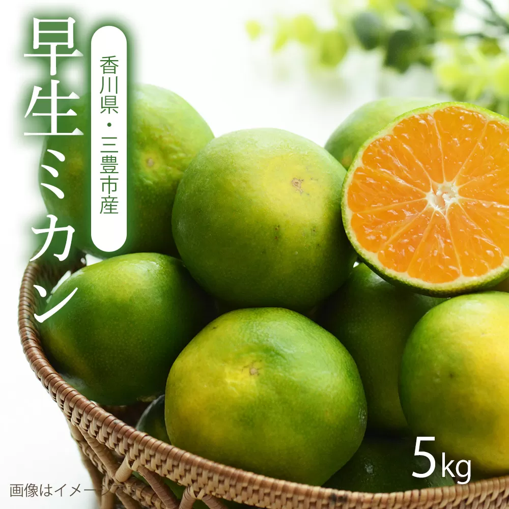 【配送不可地域：北海道・沖縄県・離島】早生（わせ）みかん 5kg_M160-0006　早生（わせ）みかん 5kg、新鮮な朝をお届け、日の丸ブランドの早生ミカン、香川からの爽やかな贈り物、5kgの早生ミカン、一粒で感じる、太陽をたっぷり浴びた味わい、香川の恵み、あなたの手に。日の丸ブランドの誇り