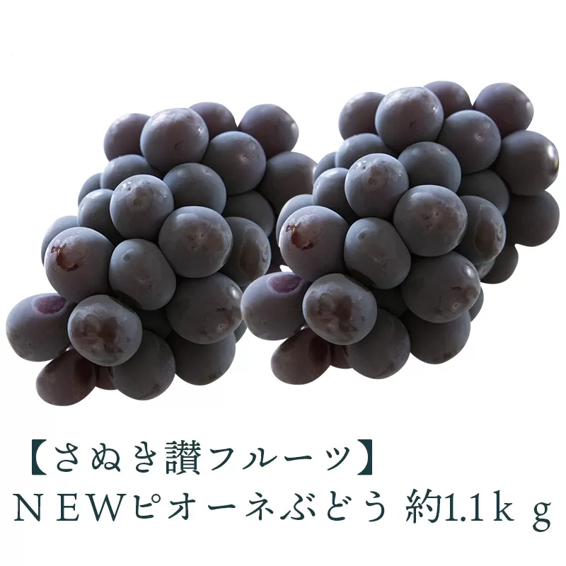 【ふるさと納税】 締め切り間近 ＮＥＷピオーネぶどう 約1.1ｋｇ さぬき讃フルーツ 甘さとジューシーさが詰まった最高級ピオーネ！ 大粒で食べごたえ抜群！ピオーネぶどう 風味豊かで甘い、完熟ピオーネ 新鮮さが自慢のさぬき讃フルーツのピオーネ  秋 旬