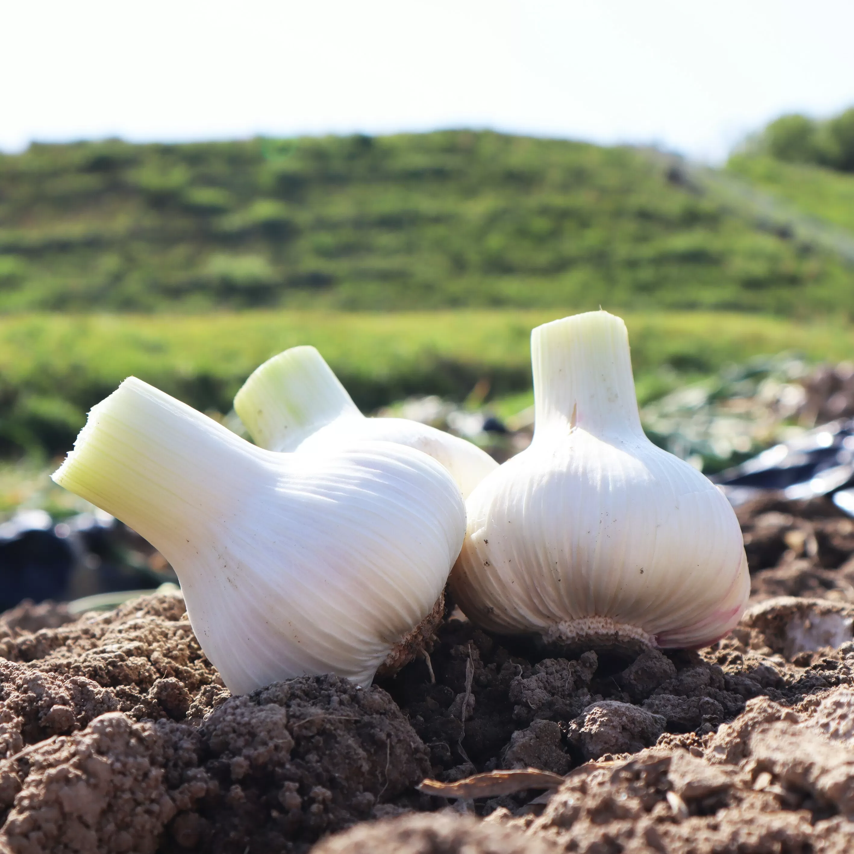 [ふるさと納税]生にんにく1kg