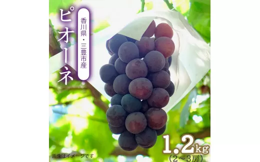 【ふるさと納税】【配送不可地域:北海道・沖縄県・離島】ピオーネ 訳あり 三豊市産 1.2kg 2~3房 秋 旬