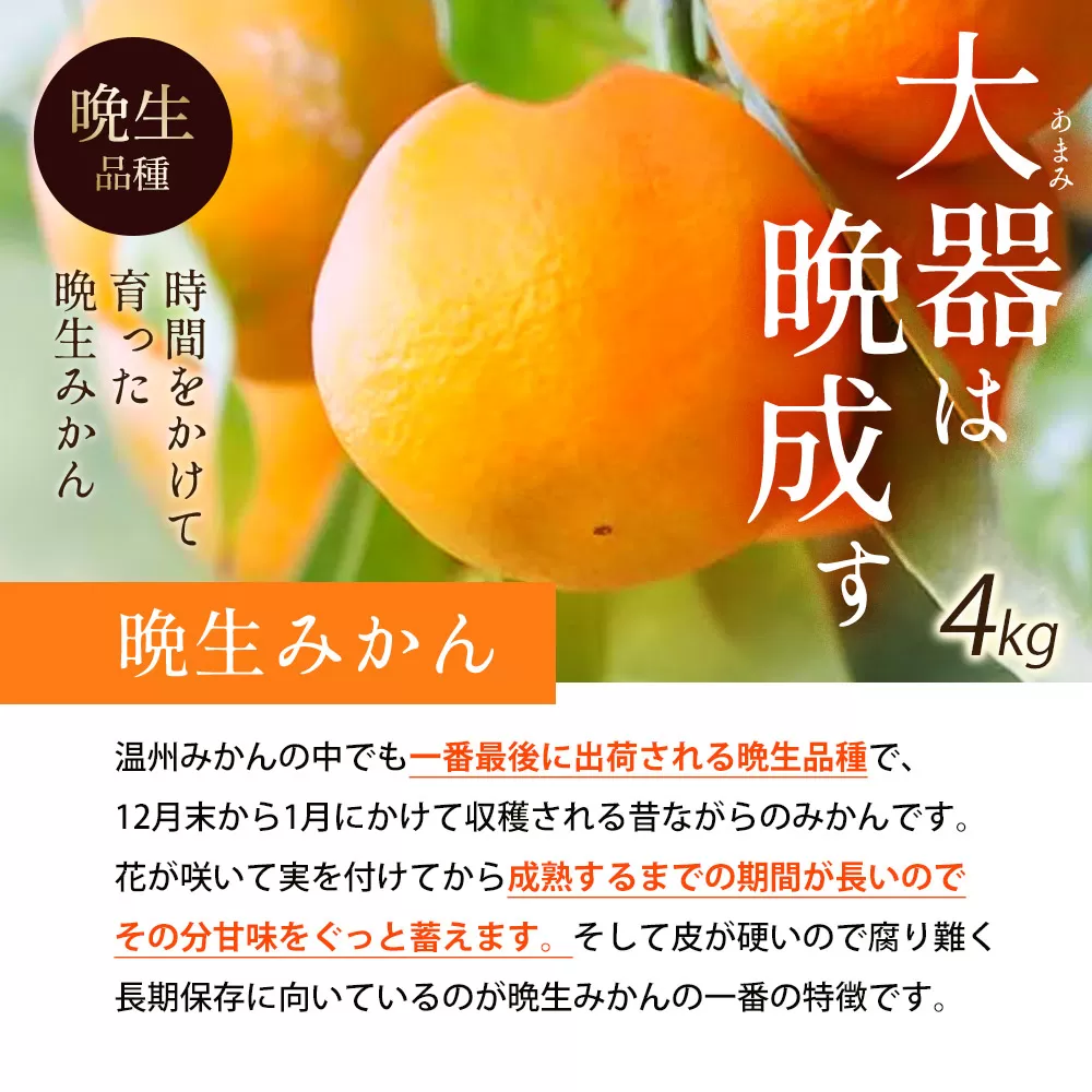 【ふるさと納税】【配送不可地域：北海道・沖縄県・離島】石地みかん 晩生みかん 選べる 2.5kg～10kg 朝摘みの甘さをそのままに 香川の石地ミカン 香川の晩生ミカン 2.5kg~10kgの太陽 香川からの新鮮な味わい 三豊市産石地ミカン 三豊市産晩生ミカン 5kg 10kg ミカン 蜜柑
