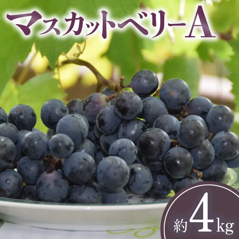 【ふるさと納税】【先行予約】【配送不可地域：北海道・沖縄県・離島】 マスカットベリーA 約4kg 7～15房入り ブドウ フルーツ 果物 甘い ほどよい酸味 冷蔵 グルメ お取り寄せ お取り寄せグルメ デザート 食べ物 食品 香川県 三豊市 産地直送 送料無料