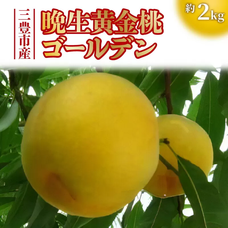 【ふるさと納税】数量限定！先行予約販売開始★ 神田農園の産地直送 桃「晩生黄金桃ゴールデン」約2kg [ フルーツ 名産品 桃 もも モモ 黄桃 果物 くだもの お取り寄せグルメ 三豊市 15000 15, 返礼品 神田桃園 ] ※配送不可地域：北海道・沖縄県・離島