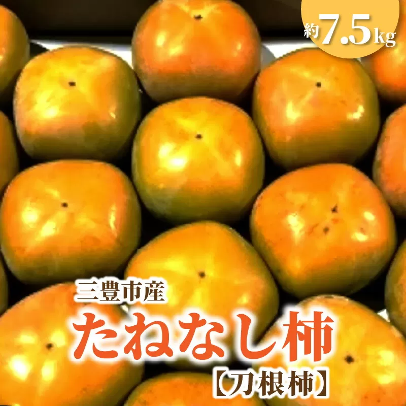 【ふるさと納税】【先行予約】 三豊市産たねなし柿（刀根柿）約7.5kg