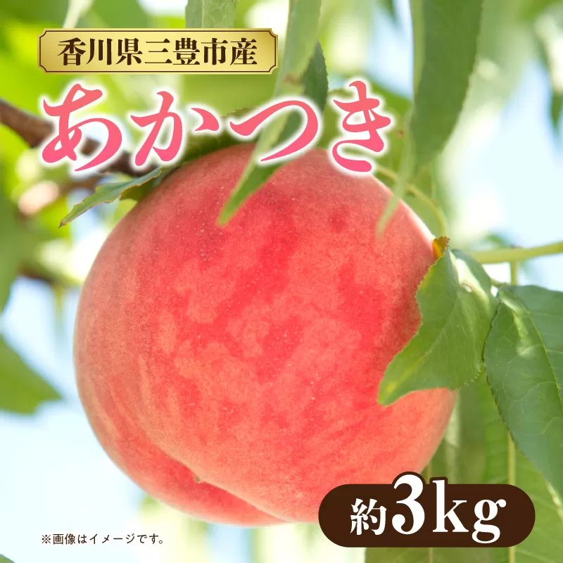 【ふるさと納税】数量限定！先行予約販売開始★ 神田農園の産地直送 桃「あかつき」 約3kg（9～10玉） [ フルーツ 名産品 桃 もも モモ 果物 くだもの お取り寄せグルメ 三豊市 20000 20, 返礼品 神田桃園 ] ※配送不可地域：北海道・沖縄県・離島