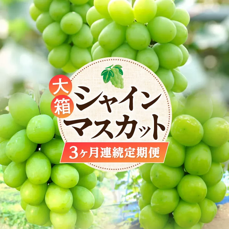 【ふるさと納税】【配送不可地域：北海道・沖縄県・離島】大箱 シャインマスカット 3ヶ月連続 定期便 定期 果物定期便 果物 フルーツ定期便 フルーツ マスカット ハウス 露地 栽培 フルーツ王国 三豊市産 デザート ブドウ お取り寄せ 香川県 三豊市 送料無料  秋 旬