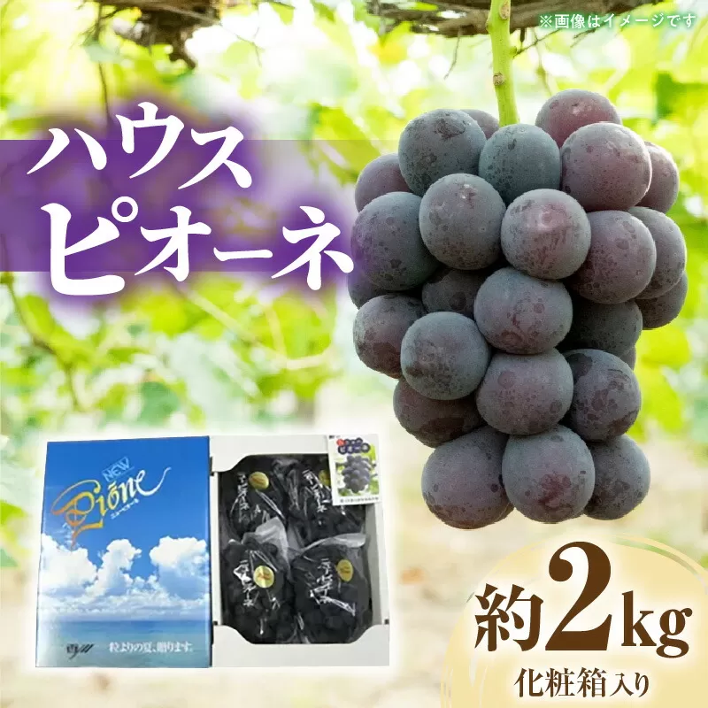 【ふるさと納税】【先行予約】 【配送不可地域：北海道・沖縄県・離島】 ハウスピオーネ　約2kg化粧箱入り