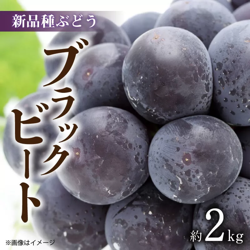 【ふるさと納税】【先行予約】 【配送不可地域：北海道・沖縄県・離島】 新品種 ぶどう ブラックビート 約 2kg ジューシー 大粒 藤稔 と ピオーネ のかけ合わせ 送料無料 産地直送 お取り寄せ お取り寄せグルメ 果物 果実 旬 フルーツ ギフト 贈答用 プレゼント