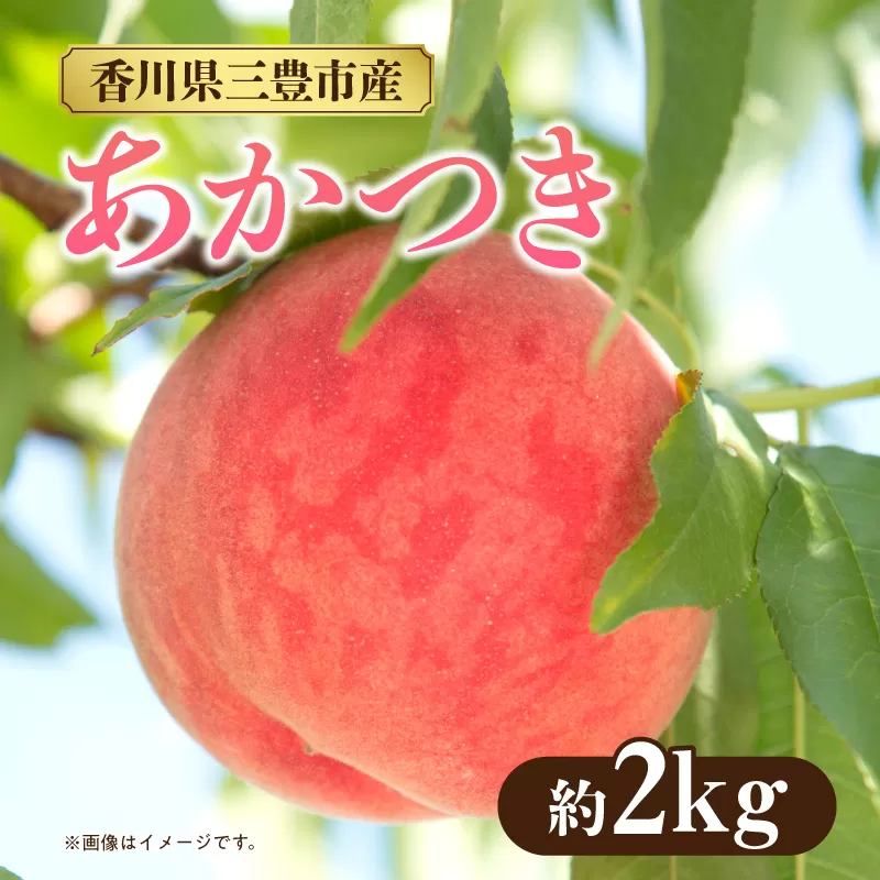 【ふるさと納税】香川県三豊市産「あかつき」（2kg）