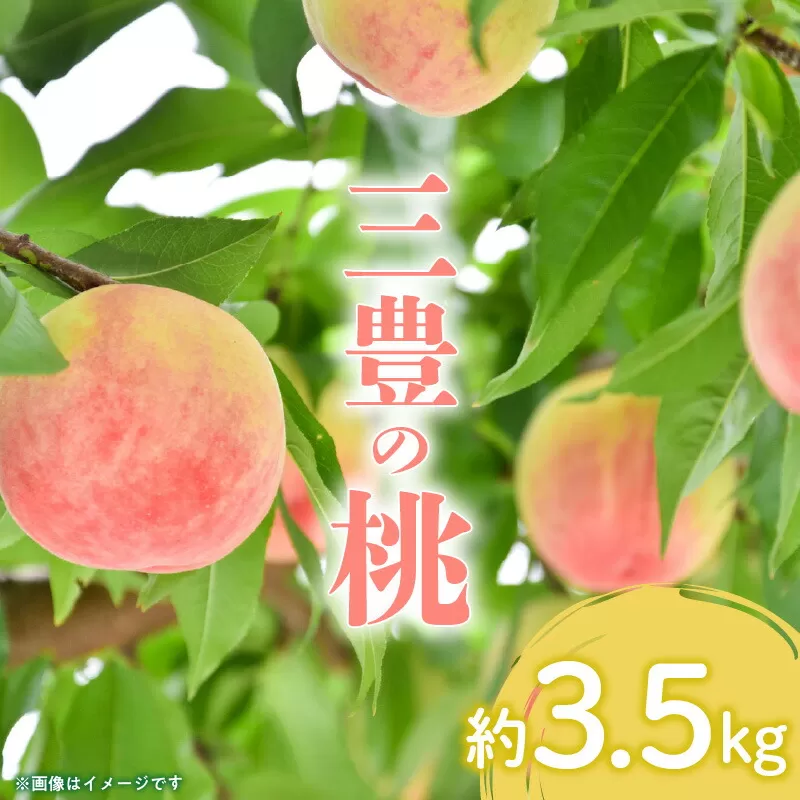 【ふるさと納税】 【先行予約】【配送不可地域：北海道・沖縄県・離島】 とろける果肉 「三豊の桃」 約3.5kg もも ギフト フルーツ 3kg以上 モモ
