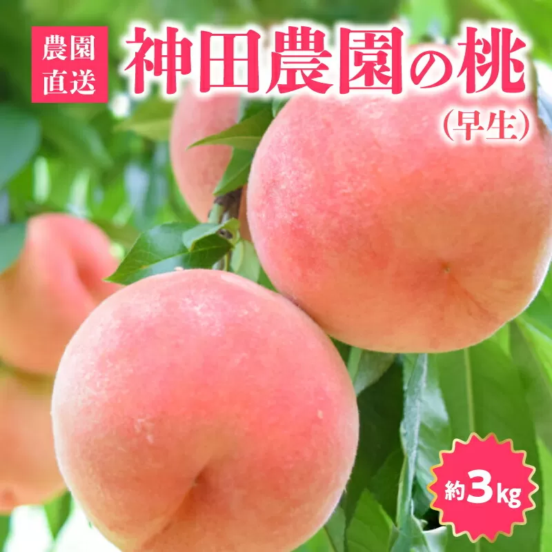 【ふるさと納税】数量限定！先行予約販売開始★ 神田農園の産地直送 桃（早生）約3kg（9～10玉） [ フルーツ 名産品 桃 もも モモ 白桃 果物 くだもの お取り寄せグルメ 三豊市 20000 20, 返礼品 神田桃園 ] ※配送不可地域：北海道・沖縄県・離島