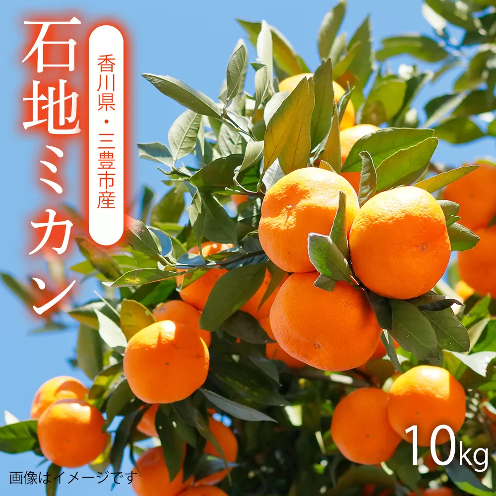 【ふるさと納税】【期間限定】【配送不可地域：北海道・沖縄県・離島】【2025年出荷分】石地みかん 10kg　朝摘みの甘さを、そのままに。香川の早生ミカン、10kgの太陽、香川からの新鮮な味わい、一粒で広がる、三豊市産のミカン