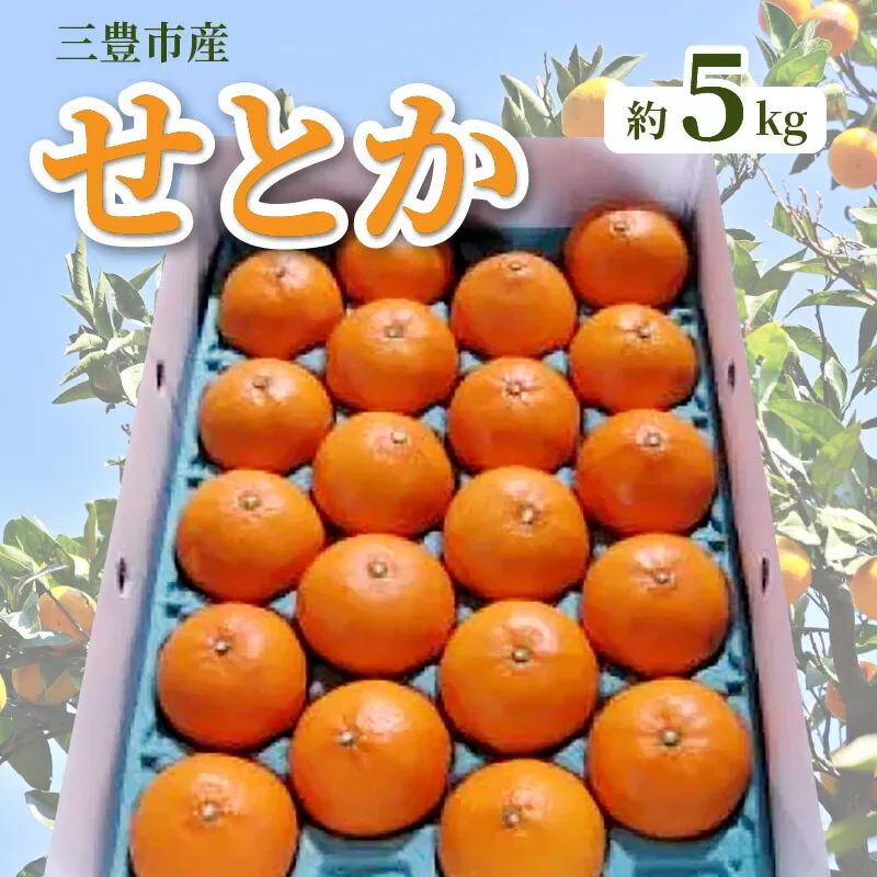 【ふるさと納税】【配送不可地域：北海道・沖縄県・離島】みかん せとか 約 5kg 15玉〜28玉 三豊市産 とろける食感 ジューシー 甘い オレンジのような濃厚な味 手で簡単に皮がむける 中の薄皮も非常に薄い 柑橘 フルーツ 果物 2月上旬より順次発送 香川県 お取り寄せ