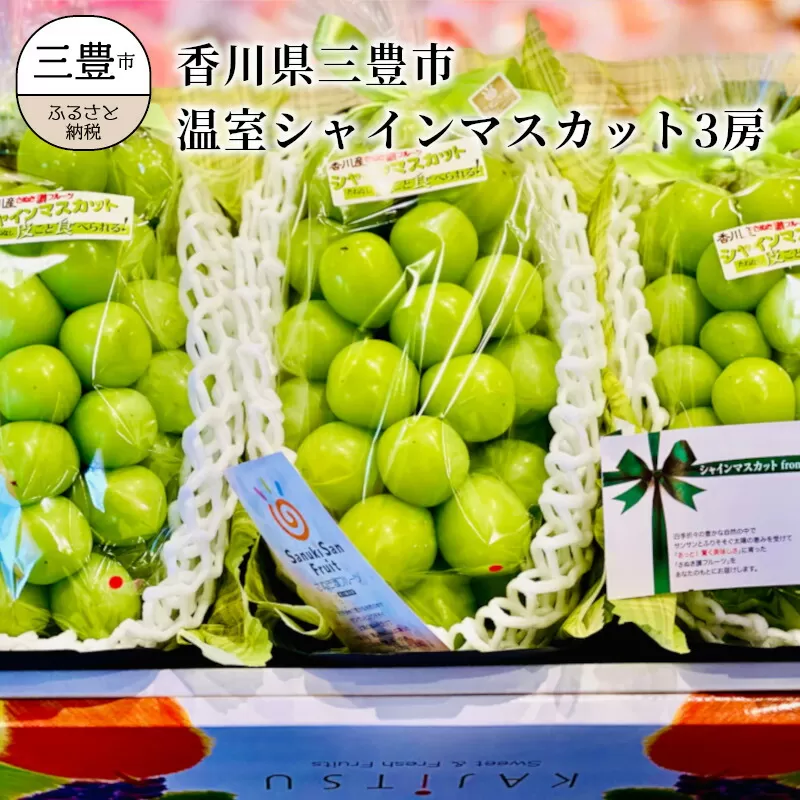 【ふるさと納税】香川県三豊市　温室シャインマスカット３房  シャインマスカット 大粒 贈答用 ギフト お取り寄せ 国産 旬 新鮮 産地直送 高級 ぶどう 葡萄 ブドウ 皮ごと 種なし たねなし 詰め合わせ 詰合せ 詰合わせ  秋 旬
