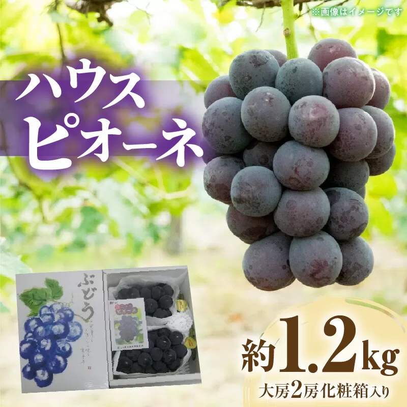 【ふるさと納税】【先行予約】 【配送不可地域：北海道・沖縄県・離島】 期間限定 ハウスピオーネ 約1.2kg 大房2房 化粧箱入り ぶどう 人気 送料無料 産地直送 フルーツ 果汁 お取り寄せ お取り寄せグルメ ギフト プレゼント 贈り物 大粒 種なし クール便 三豊市産
