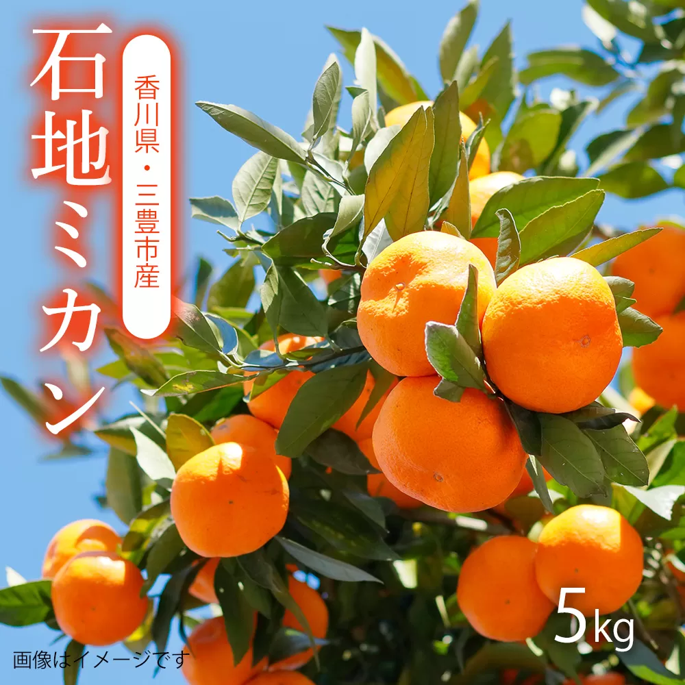 【ふるさと納税】【配送不可地域：北海道・沖縄県・離島】【2025年出荷】石地みかん 5kg、朝摘みの甘さを、そのままに。香川の早生ミカン、5kgの太陽、香川からの新鮮な味わい、一粒で広がる、三豊市産のミカン、香川の風にのせて、あなたへ。甘くて新鮮な早生ミカン