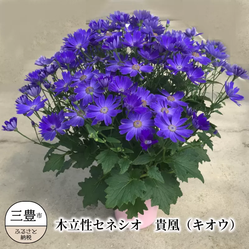 【ふるさと納税】木立性セネシオ　貴凰（キオウ） 5号鉢 鉢植え 園芸品種 [ 園芸 お取り寄せ ギフト 観賞用 花 フラワー 鉢植え 生花 お洒落              返礼品 三豊市 三豊園芸 ] 【1月～2月発送】
