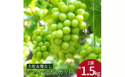 【ふるさと納税】 期間限定 シャインマスカット 期間限定 2房(約1.5kg以上) ぶどう マスカット 旬 糖度 皮ごと 種なし 送料無料 ギフト 贈答用 国産 食品 フルーツ お取り寄せ お取り寄せグルメ