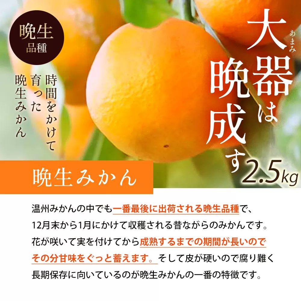 【ふるさと納税】【配送不可地域：北海道・沖縄県・離島】石地みかん 晩生みかん 選べる 2.5kg～10kg 朝摘みの甘さをそのままに 香川の石地ミカン 香川の晩生ミカン 2.5kg~10kgの太陽 香川からの新鮮な味わい 三豊市産石地ミカン 三豊市産晩生ミカン 5kg 10kg ミカン 蜜柑